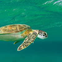 Underwater shot of a turtle swimming in clear blue green water close to the surface